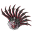 Wachlarz Karmazynowy (Skin)
