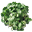 Rzeżucha