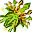 Wachlarz Leśny (Skin)