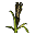 Jęczmień